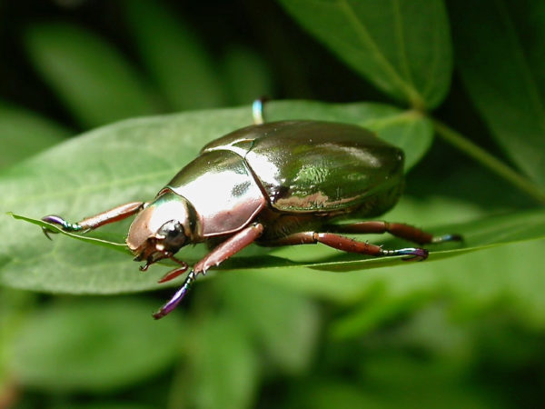 Chrysina aurora