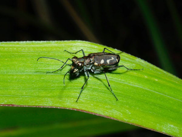 Cicindela sp02