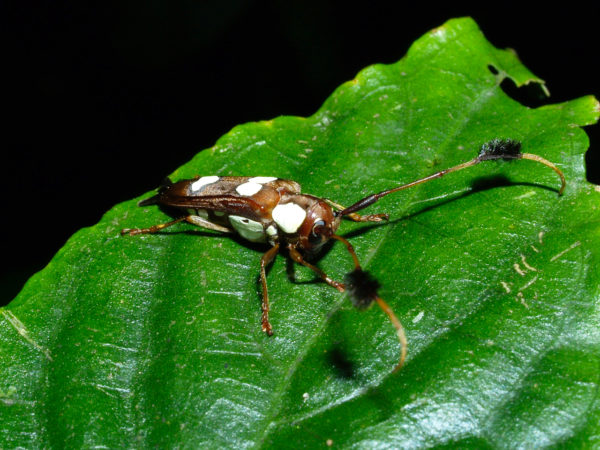  Acanthoderes laevicollis