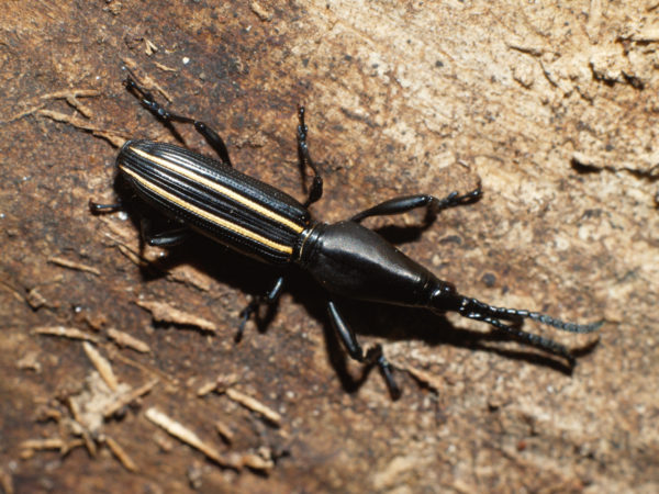  Claeoderes biserrirostris