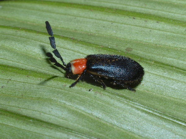  Cleridae01