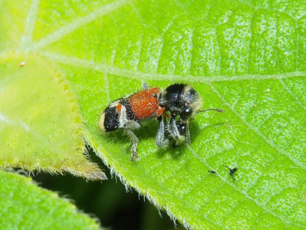 Cleridae02