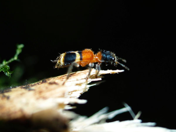  Cleridae03