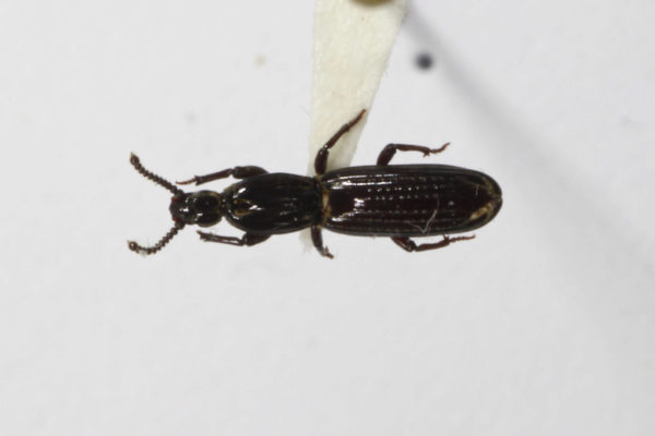  Clinidium chandleri