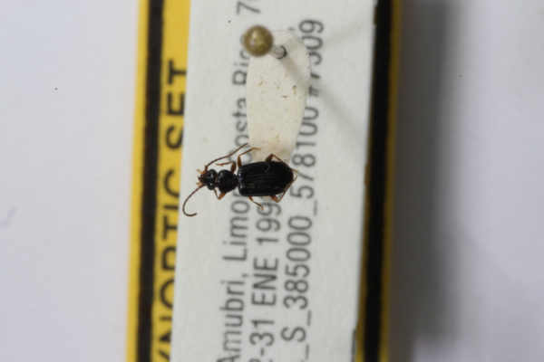  Cnides sp