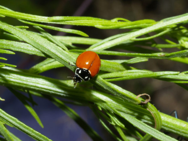  Coccinella emarginata