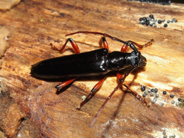  Coeloxestia sanguinipes