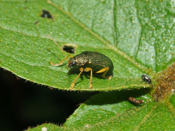  Colaspis sp