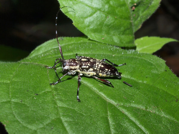  Colobothea aleata