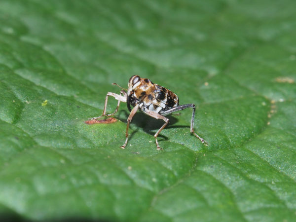  Conoderinae01