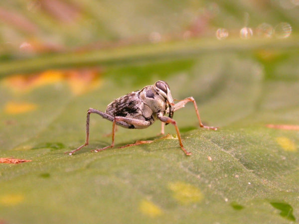  Conoderinae02