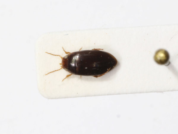  Copelatus debilis