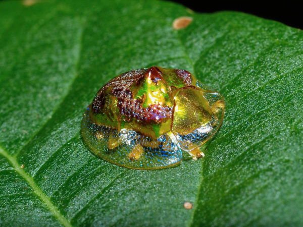  Coptocycla sp01