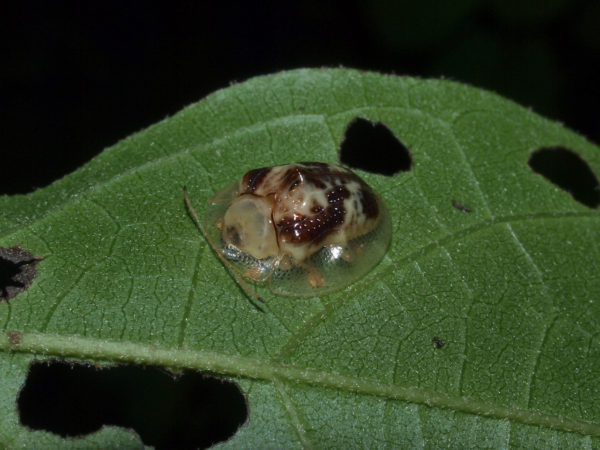  Coptocycla sp02