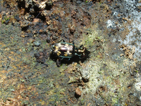  Coptodera schaumi