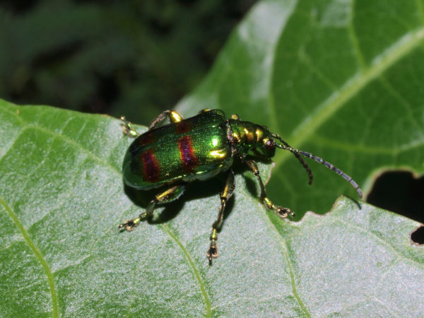  Crioceris intermedia