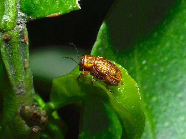  Cryptocephalinae01