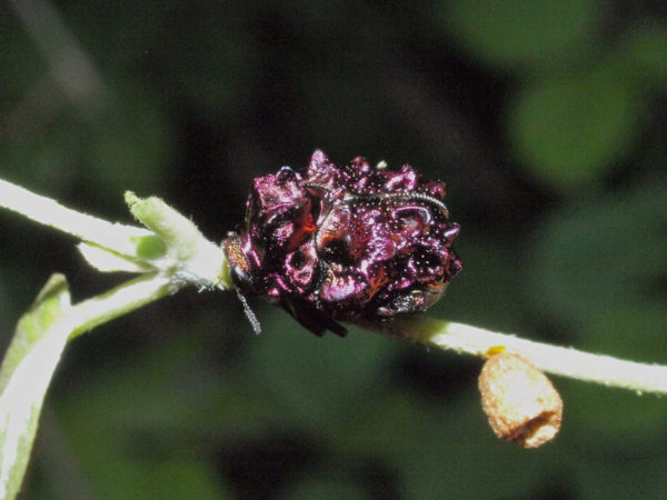  Cryptocephalinae02