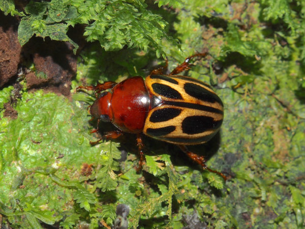  Cyclocephala erotylina