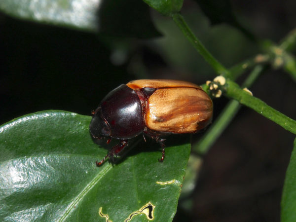  Cyclocephala sanguinicollis