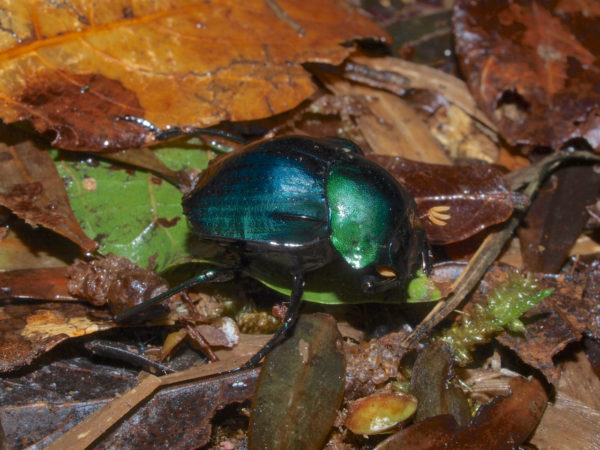  Deltochilum mexicanum