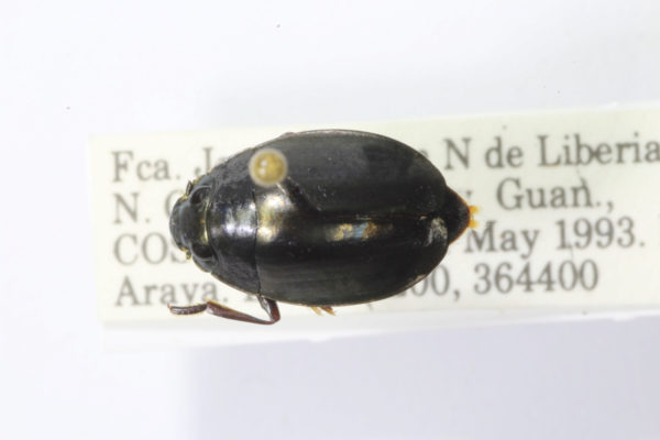  Dineutus solitarius