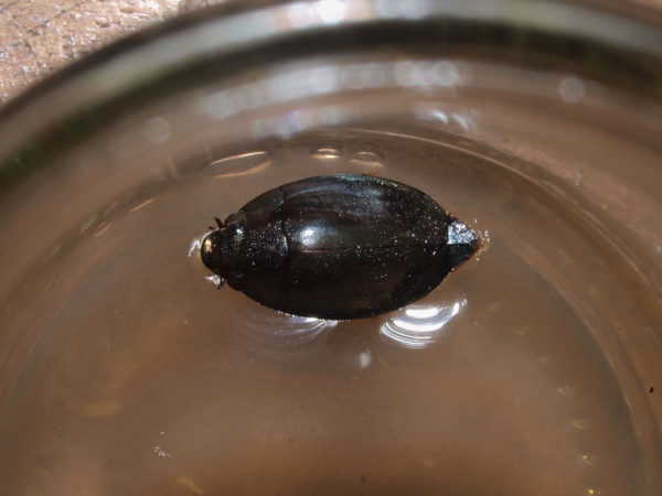  Dineutus truncatus
