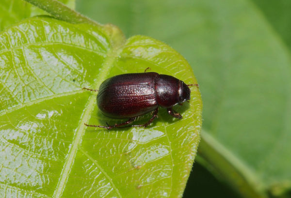  Diplotaxis sp01