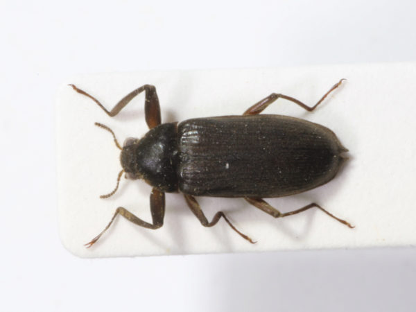  Disersus longipennis