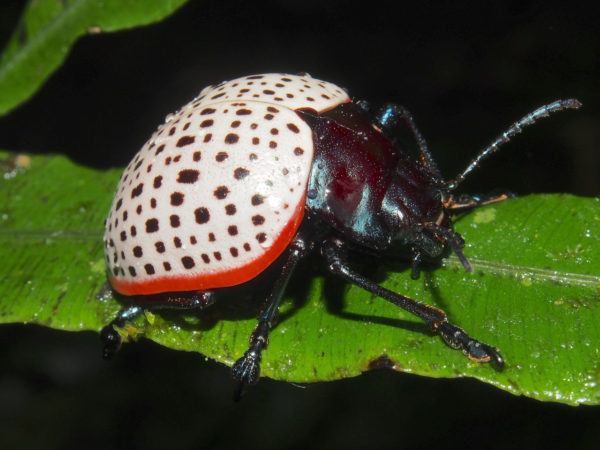  Stilodes undecimlineata
