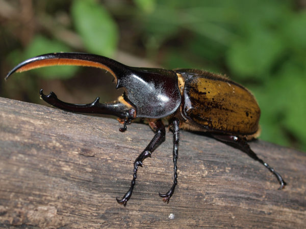  Dynastes hercules