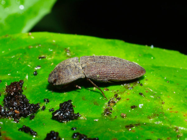  Elateridae01