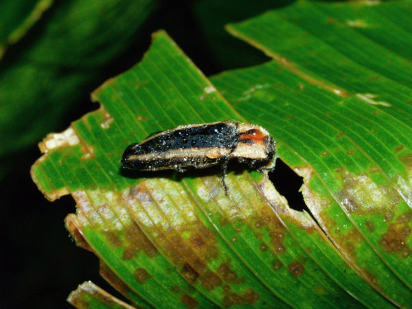  Elateridae02