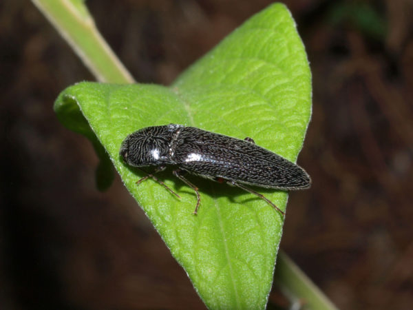  Elateridae03