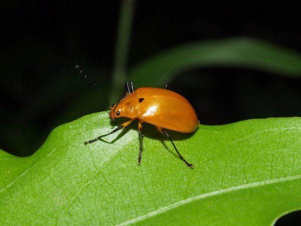  Ellipticus gemellatus