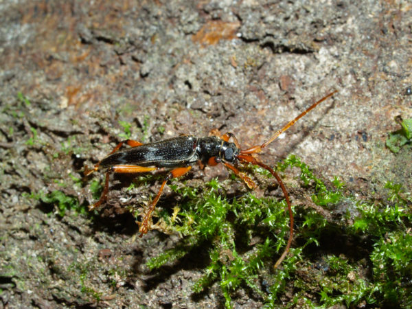  Elytrimitatrix geniculata