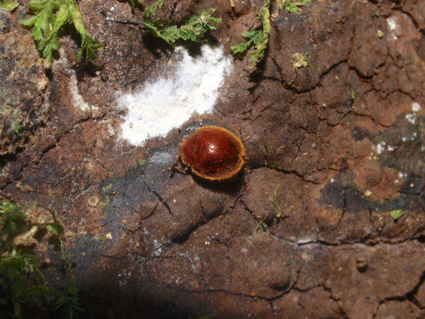  Endomychidae01