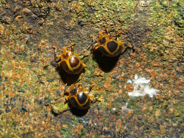  Endomychidae02