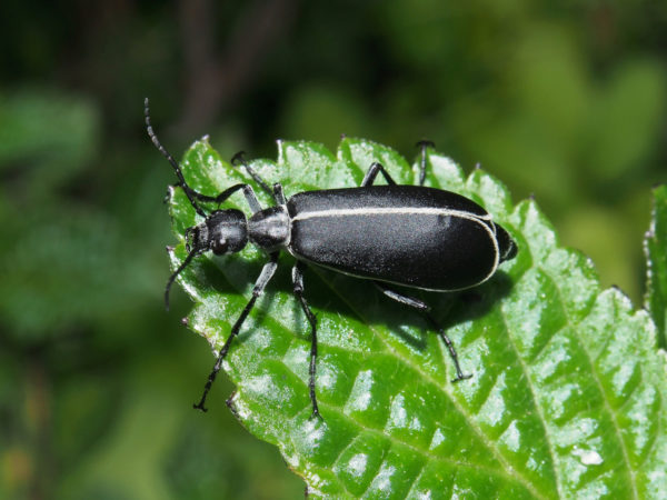  Epicauta sp3