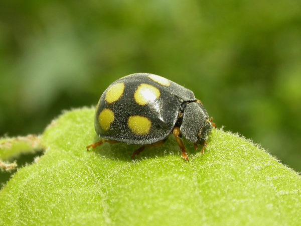  Epilachna mexicana02