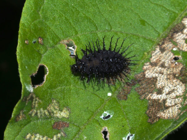  Epilachna mexicana Larva