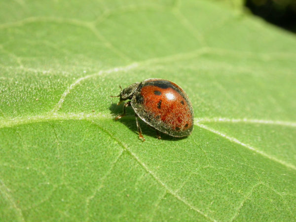 Epilachna vincta