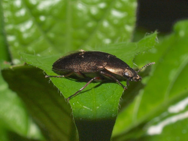 Epitragus cupreus