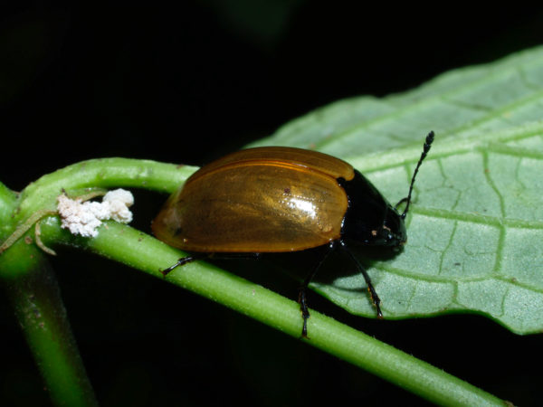  Scaphidomorphus bosci