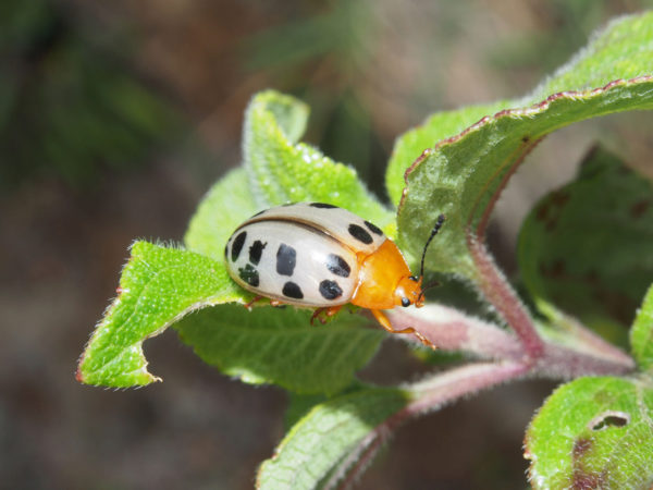  Erotylidae02
