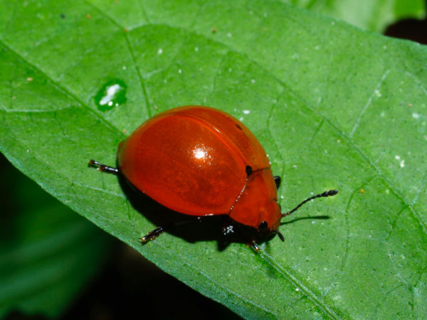  Erotylidae04