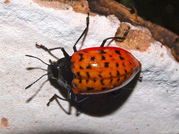  Erotylina leoparda