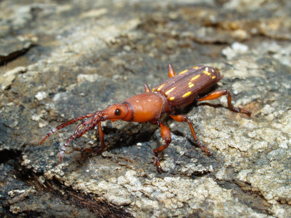  Estenorhinus guttatus