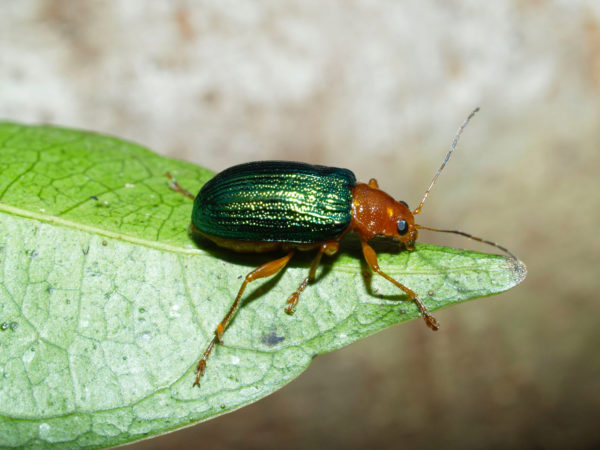  Eumolpinae