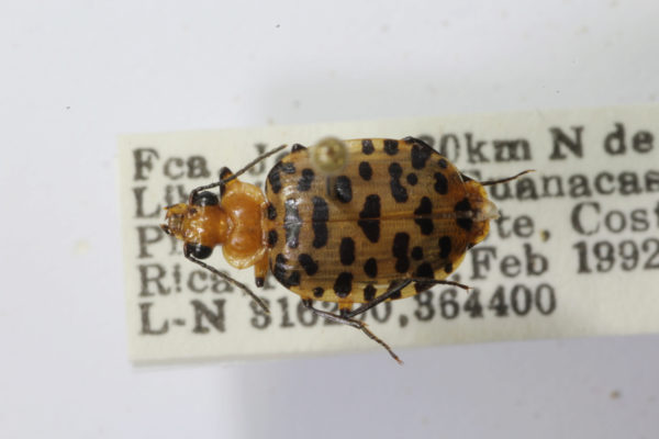  Eurycoleus macularius